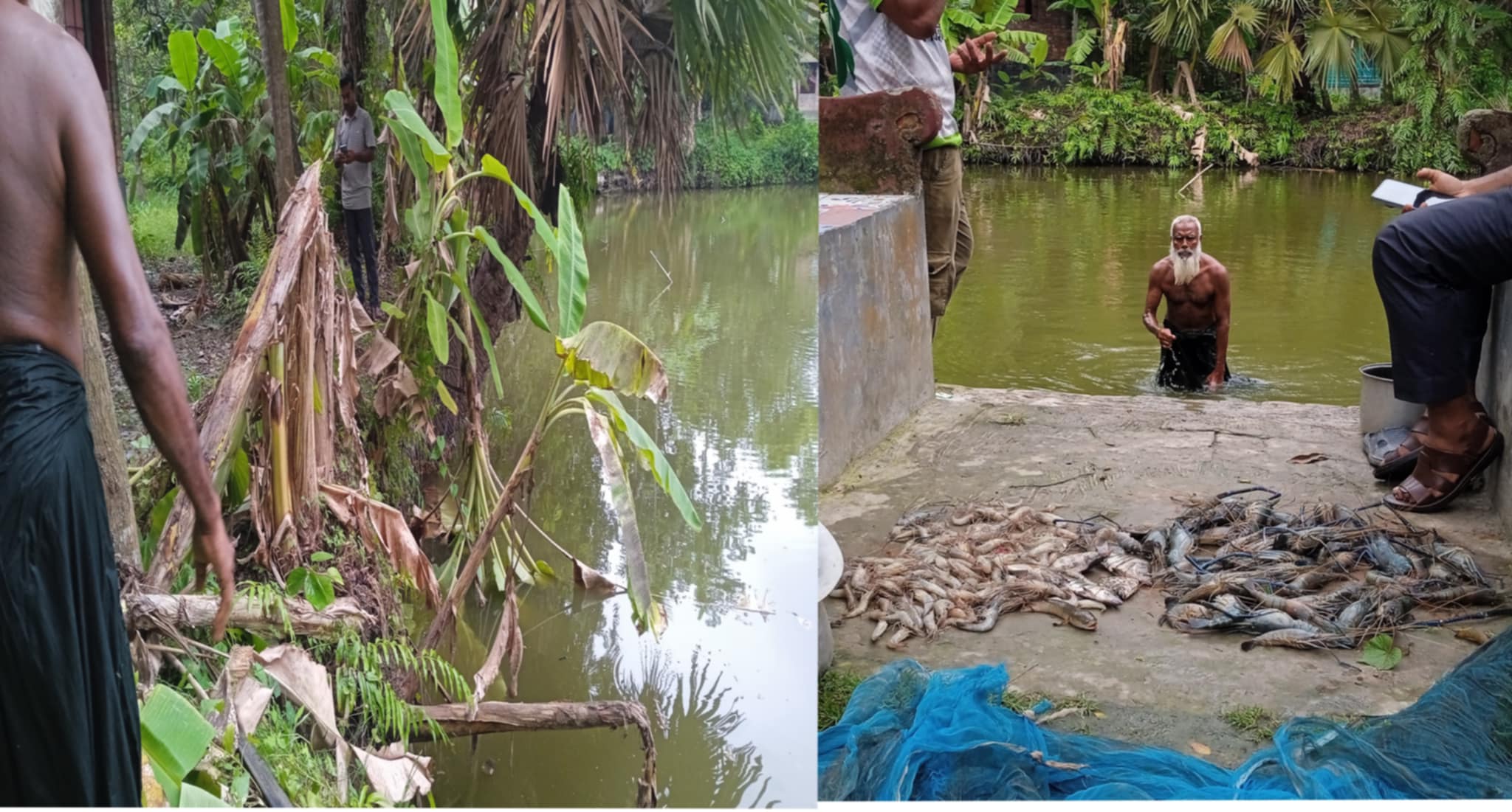 দেবহাটায় জমি নিয়ে বিরোধে গাছ কর্তন ও পুকুরে বিষ প্রয়োগ, থানায় অভিযোগ