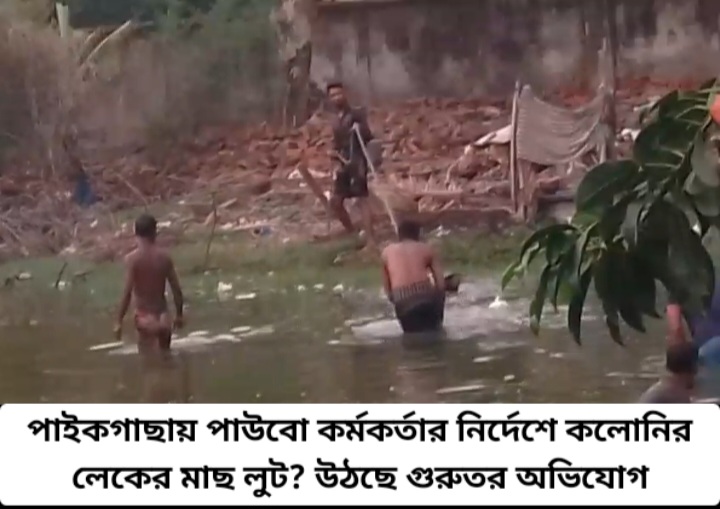 পাইকগাছায় পাউবো কর্মকর্তার নির্দেশে কলোনির লেকের মাছ লু-ট