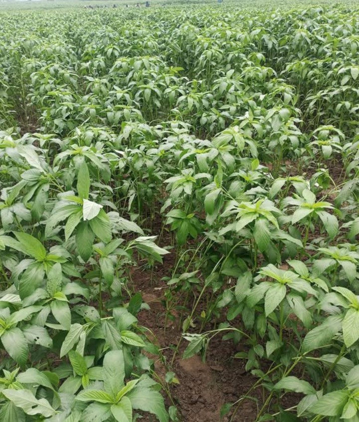 সোনালী আঁশে ফিরছে দক্ষিণ-পশ্চিমাঞ্চলের অর্থনীতির প্রাণচাঞ্চল্য, বাড়ছে পাট চাষে কৃষকদের আগ্রহ