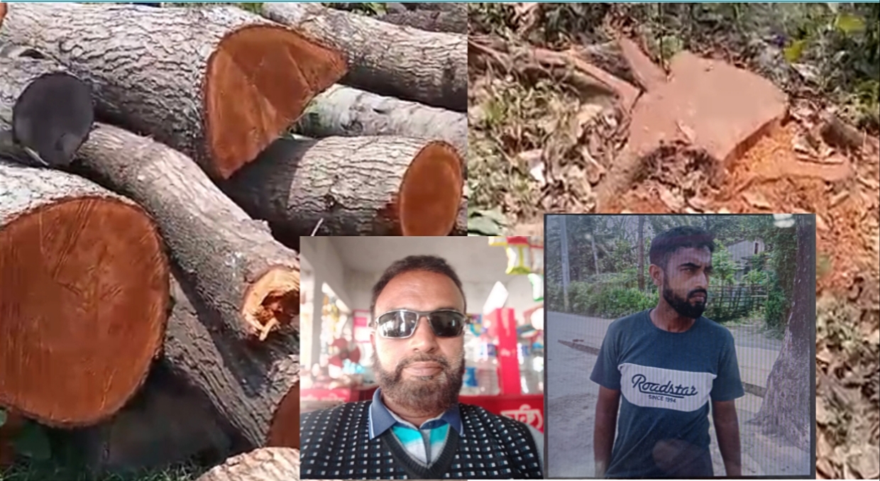 সান্টু ও গাছ কালামের নেতৃত্বে রাতের আঁধারে সরকারি ১২ গাছ গায়েব- বাঁচতে দৌড়ঝাপ শুরু!
