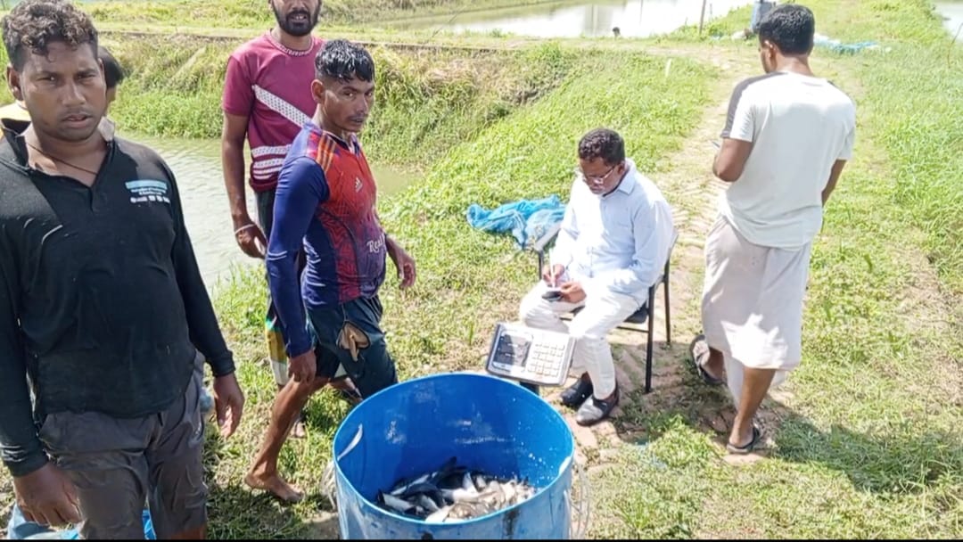 বদলির আদেশের পরও সরকারি খামারের মাছ বিক্রির অভিযোগ, সরকারি স্লিপ ছাড়াই