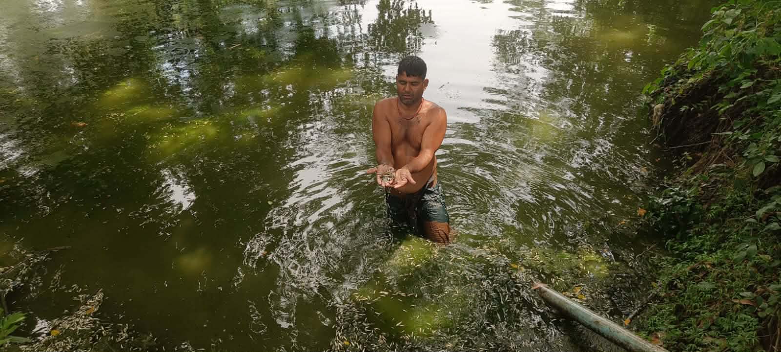 দেবহাটায় পুকুরে বিষ প্রয়োগে মাছ নিধন