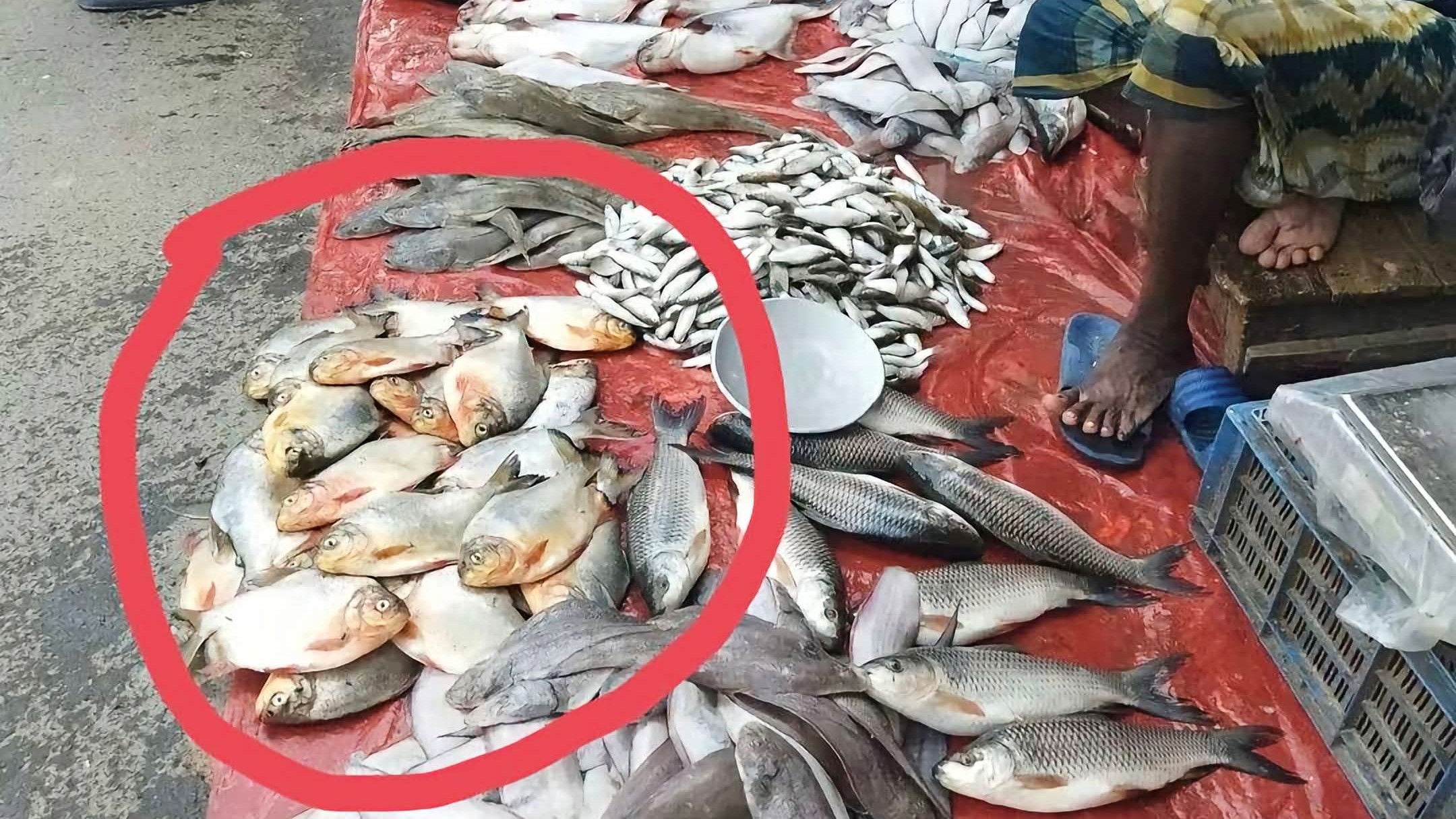 কালিগঞ্জে রুপচাঁদার নামে নিষিদ্ধ পিরানহা বিক্রির অভিযোগ