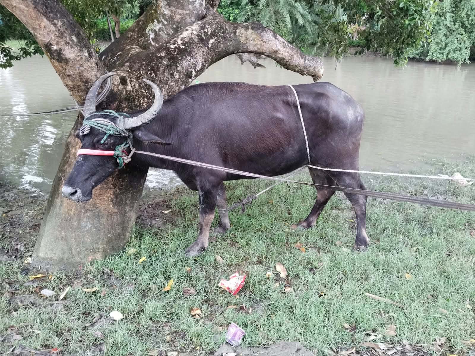 দেবহাটায় মহিষের আক্রমণে শিশুসহ আহত ৭