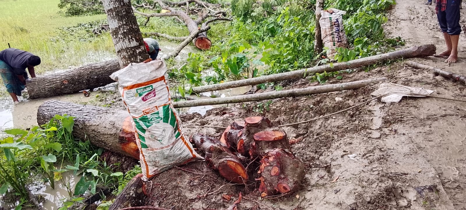 নায়েবকে ম্যানেজ করে তালায় অনুমতি ছাড়াই রাস্তার পাশের ২৫টি মেহগনি গাছ কাটার অভিযোগ