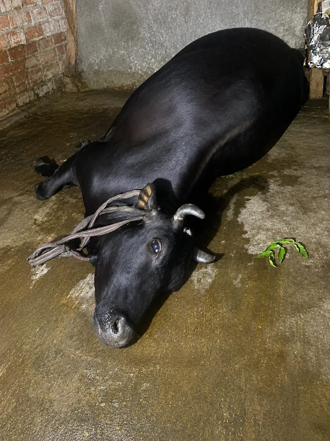সাতক্ষীরায় পূর্বশত্রুতার জেরে বিষপ্রয়োগে গাভী হ/ত্যার অভিযোগ